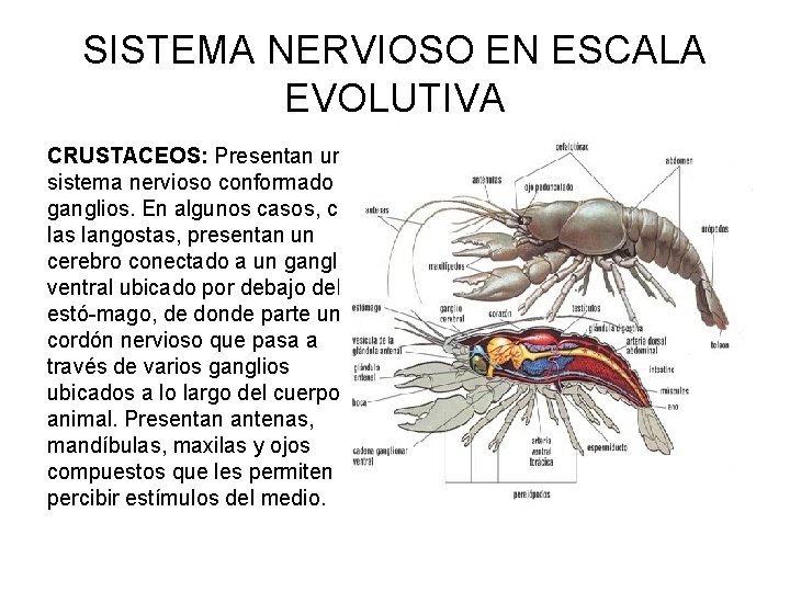 SISTEMA NERVIOSO EN ESCALA EVOLUTIVA CRUSTACEOS: Presentan un sistema nervioso conformado por ganglios. En