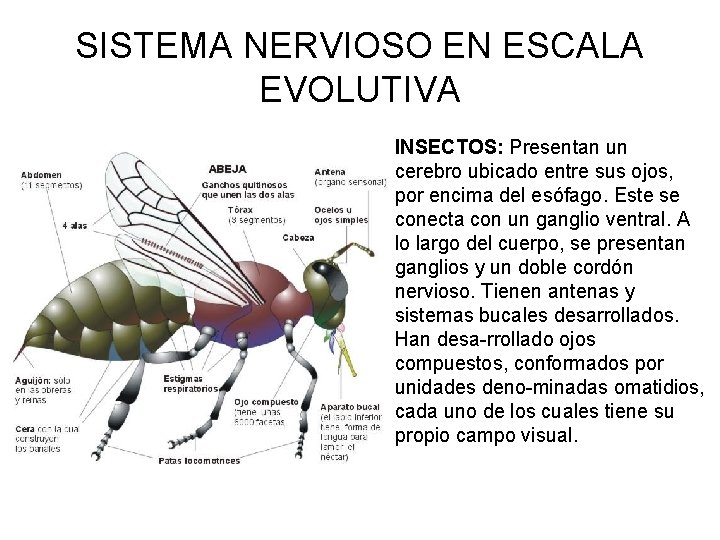 SISTEMA NERVIOSO EN ESCALA EVOLUTIVA INSECTOS: Presentan un cerebro ubicado entre sus ojos, por