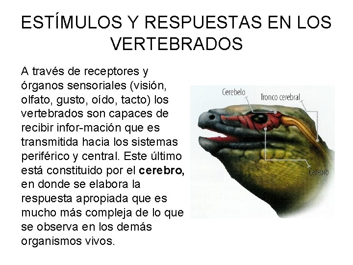 ESTÍMULOS Y RESPUESTAS EN LOS VERTEBRADOS A través de receptores y órganos sensoriales (visión,