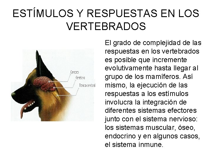 ESTÍMULOS Y RESPUESTAS EN LOS VERTEBRADOS El grado de complejidad de las respuestas en
