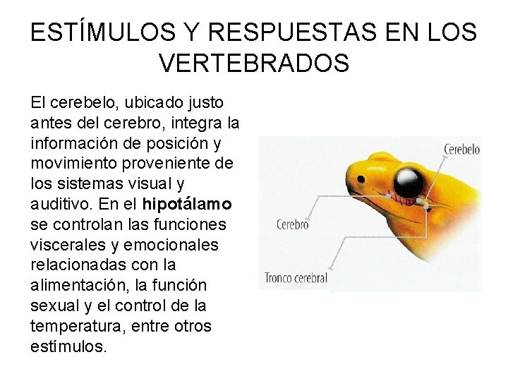 ESTÍMULOS Y RESPUESTAS EN LOS VERTEBRADOS El cerebelo, ubicado justo antes del cerebro, integra