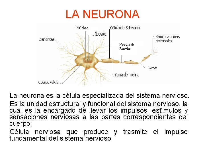LA NEURONA La neurona es la célula especializada del sistema nervioso. Es la unidad