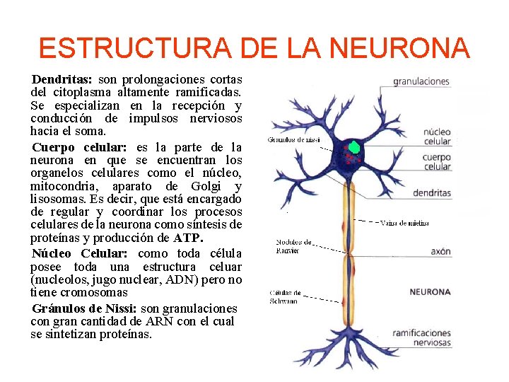 ESTRUCTURA DE LA NEURONA Dendritas: son prolongaciones cortas del citoplasma altamente ramificadas. Se especializan