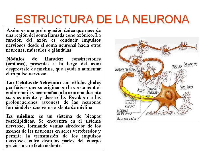 ESTRUCTURA DE LA NEURONA Axón: es una prolongación única que nace de una región