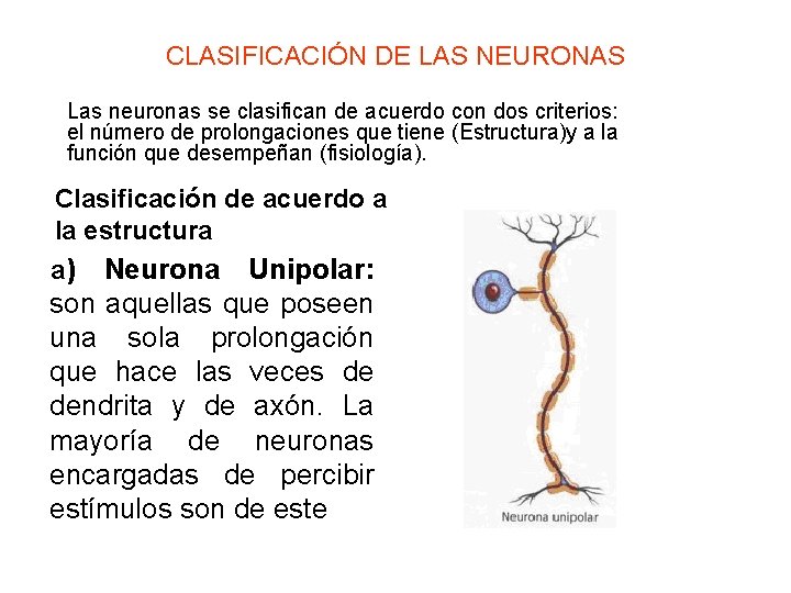 CLASIFICACIÓN DE LAS NEURONAS Las neuronas se clasifican de acuerdo con dos criterios: el