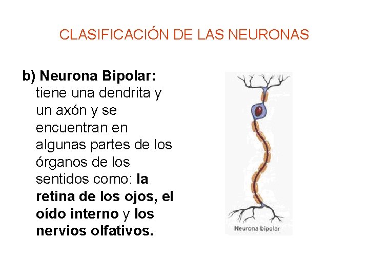 CLASIFICACIÓN DE LAS NEURONAS b) Neurona Bipolar: tiene una dendrita y un axón y