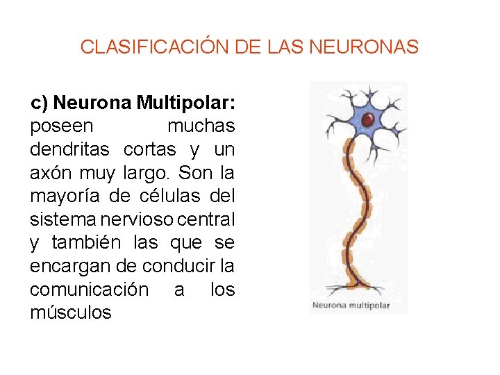 CLASIFICACIÓN DE LAS NEURONAS c) Neurona Multipolar: poseen muchas dendritas cortas y un axón