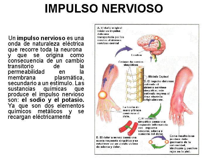 IMPULSO NERVIOSO Un impulso nervioso es una onda de naturaleza eléctrica que recorre toda