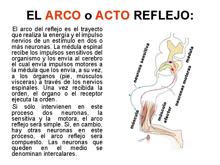 EL ARCO o ACTO REFLEJO: El arco del reflejo es el trayecto que realiza