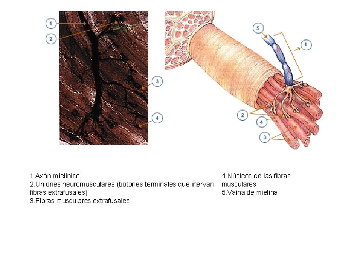 1. Axón mielínico 4. Núcleos de las fibras 2. Uniones neuromusculares (botones terminales que
