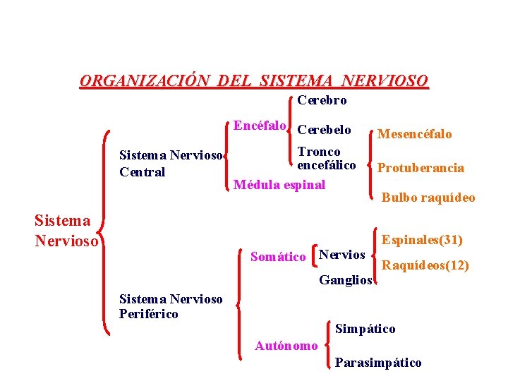 ORGANIZACIÓN DEL SISTEMA NERVIOSO Cerebro Sistema Nervioso Central Sistema Nervioso Encéfalo Cerebelo Mesencéfalo Tronco