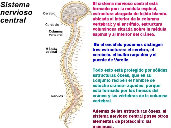 El sistema nervioso central está formado por: la médula espinal, estructura alargada de tejido