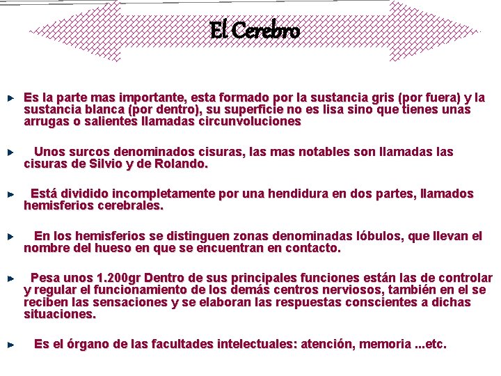 El Cerebro Es la parte mas importante, esta formado por la sustancia gris (por