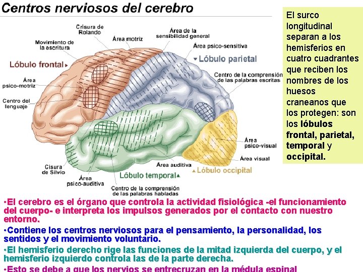 El surco longitudinal separan a los hemisferios en cuatro cuadrantes que reciben los nombres