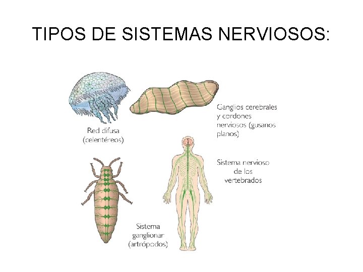 TIPOS DE SISTEMAS NERVIOSOS: 