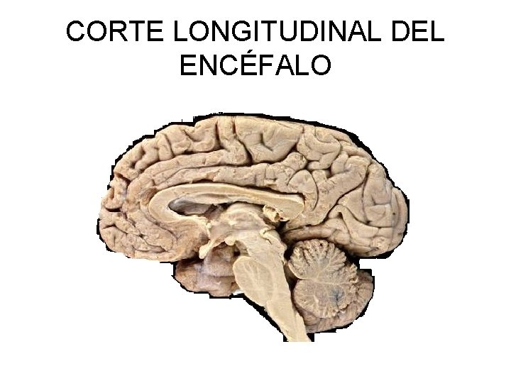 CORTE LONGITUDINAL DEL ENCÉFALO 