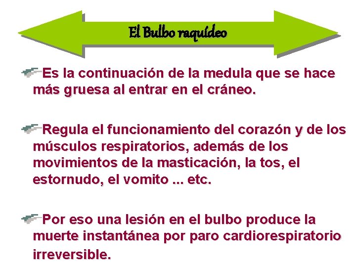 El Bulbo raquídeo Es la continuación de la medula que se hace más gruesa