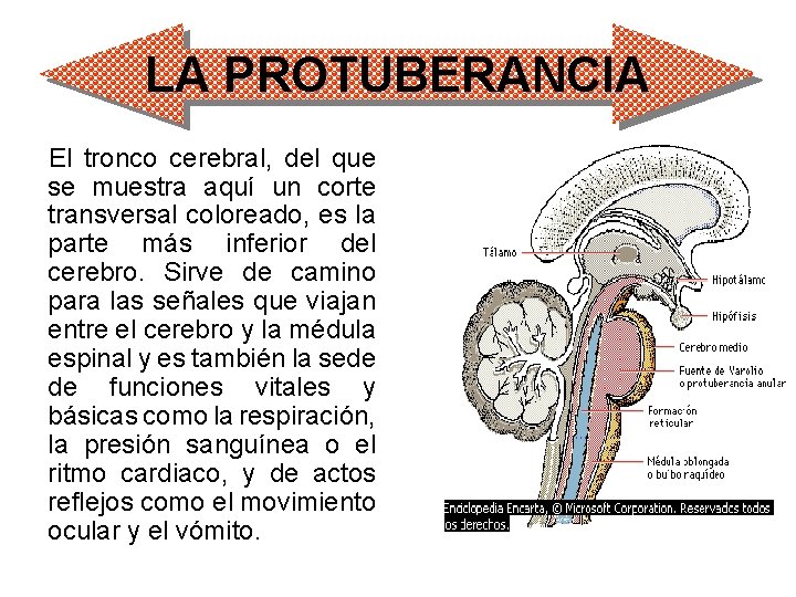LA PROTUBERANCIA El tronco cerebral, del que se muestra aquí un corte transversal coloreado,