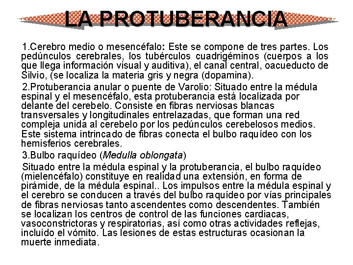 LA PROTUBERANCIA 1. Cerebro medio o mesencéfalo: Este se compone de tres partes. Los