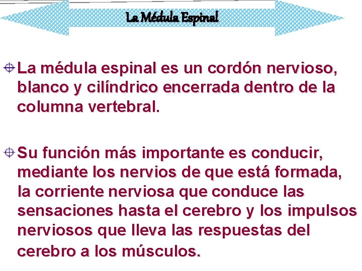 La Médula Espinal La médula espinal es un cordón nervioso, blanco y cilíndrico encerrada