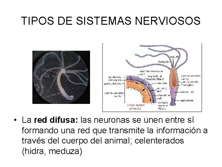 TIPOS DE SISTEMAS NERVIOSOS • La red difusa: las neuronas se unen entre sí