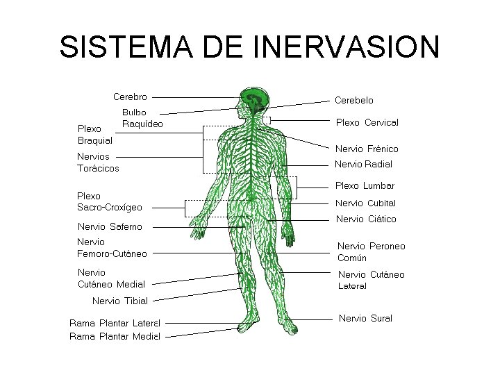 SISTEMA DE INERVASION 