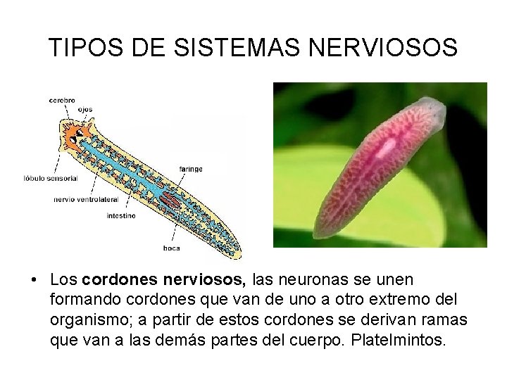 TIPOS DE SISTEMAS NERVIOSOS • Los cordones nerviosos, las neuronas se unen formando cordones