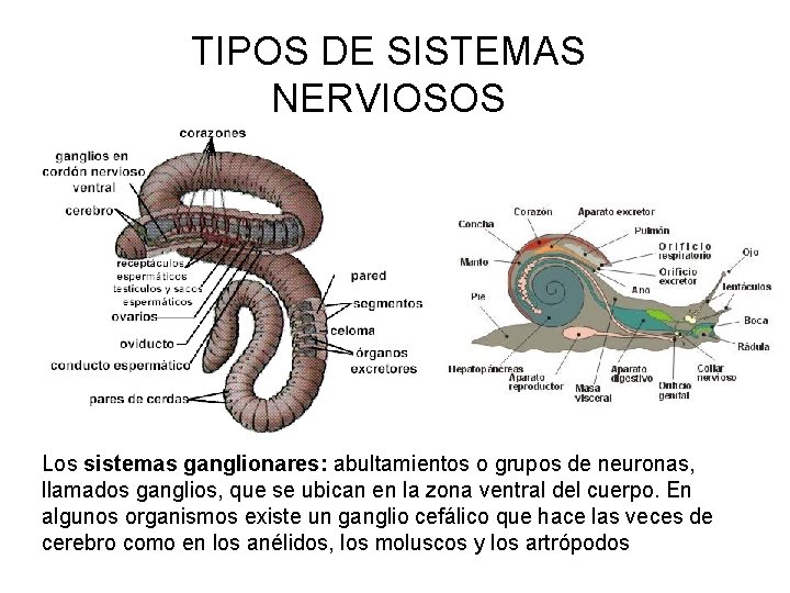 TIPOS DE SISTEMAS NERVIOSOS Los sistemas ganglionares: abultamientos o grupos de neuronas, llamados ganglios,