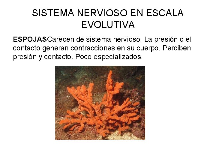 SISTEMA NERVIOSO EN ESCALA EVOLUTIVA ESPOJASCarecen de sistema nervioso. La presión o el contacto