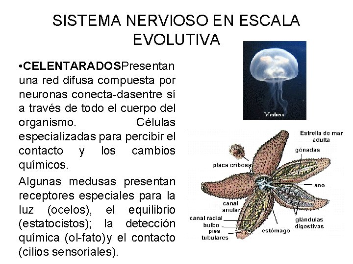 SISTEMA NERVIOSO EN ESCALA EVOLUTIVA • CELENTARADOSPresentan una red difusa compuesta por neuronas conecta