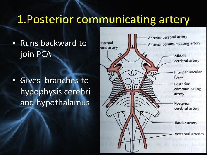 1. Posterior communicating artery • Runs backward to join PCA • Gives branches to