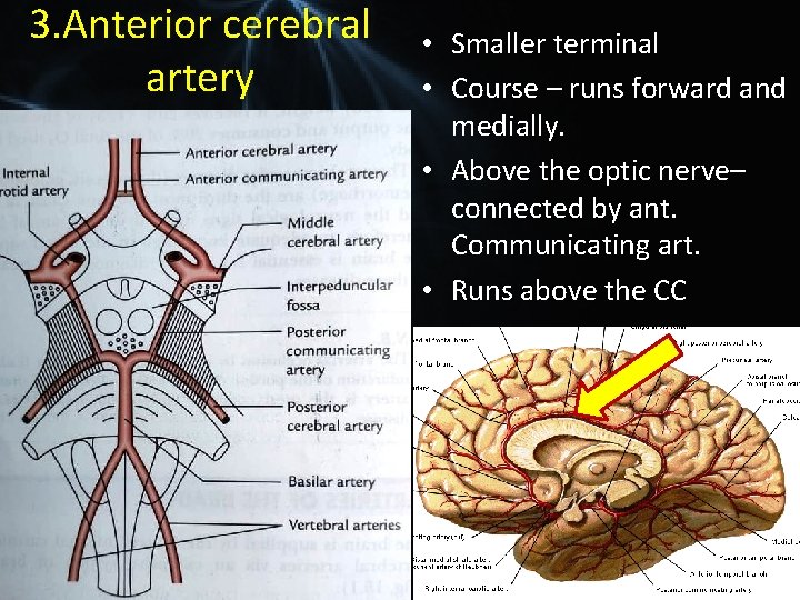 3. Anterior cerebral artery • Smaller terminal • Course – runs forward and medially.