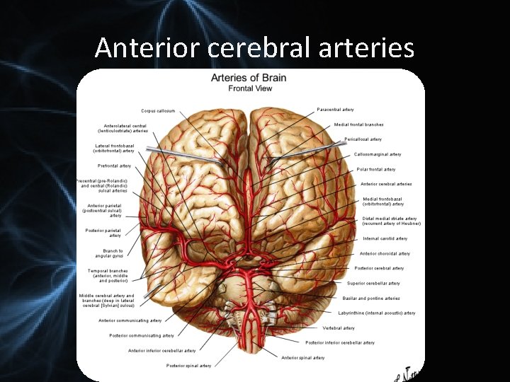 Anterior cerebral arteries 