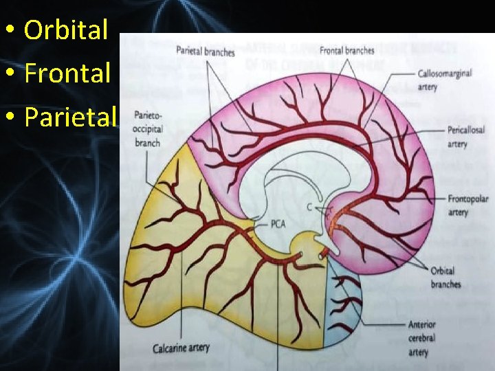  • Orbital • Frontal • Parietal 