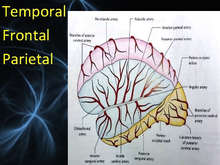 Temporal Frontal Parietal 