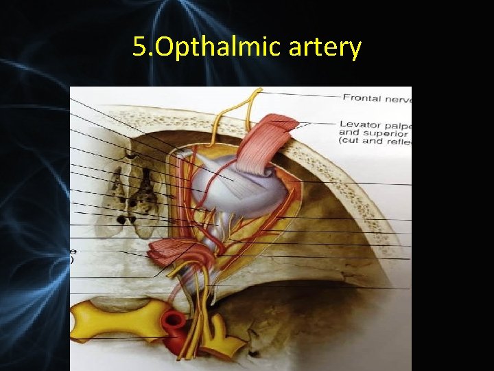 5. Opthalmic artery 