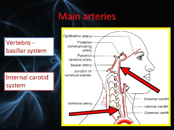 Main arteries Vertebro basillar system Internal carotid system 