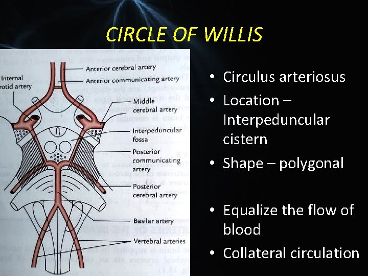 CIRCLE OF WILLIS • Circulus arteriosus • Location – Interpeduncular cistern • Shape –