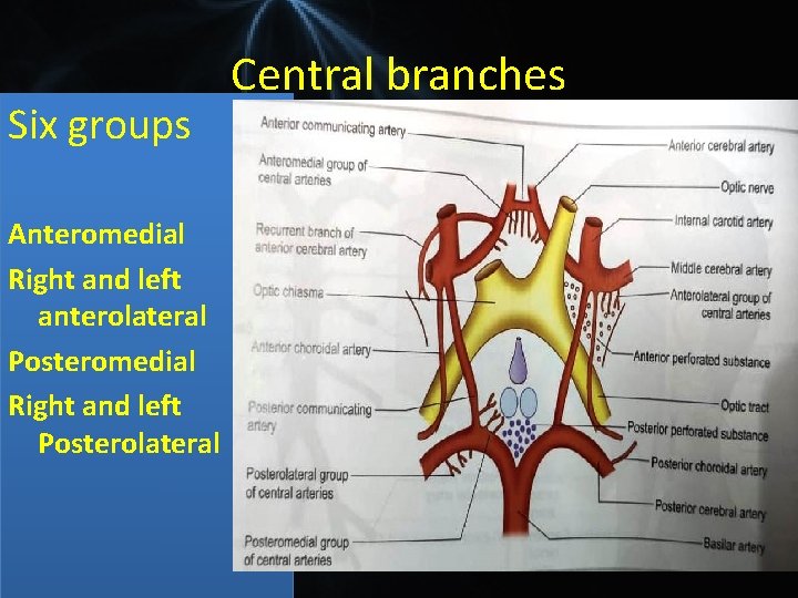 Six groups Anteromedial Right and left anterolateral Posteromedial Right and left Posterolateral Central branches