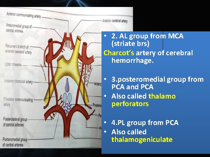  • 2. AL group from MCA (striate brs) Charcot’s artery of cerebral hemorrhage.