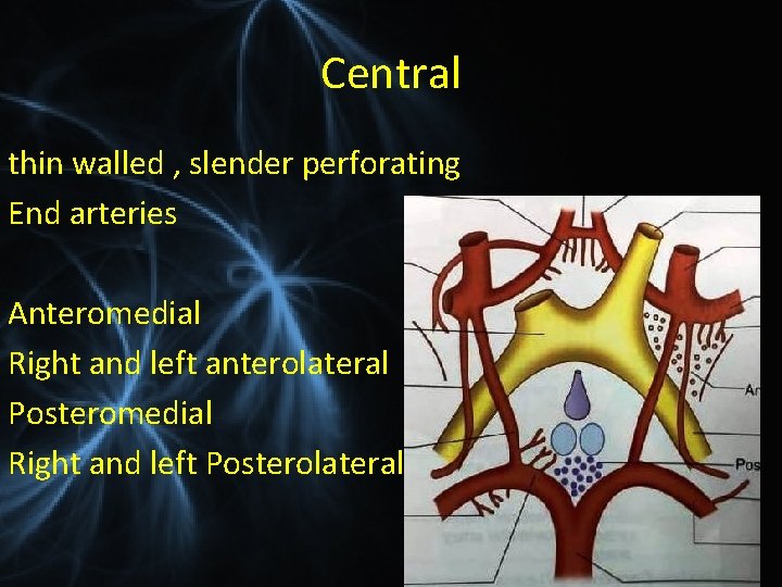 Central thin walled , slender perforating End arteries Anteromedial Right and left anterolateral Posteromedial