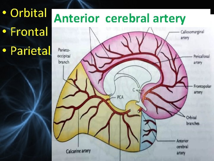  • Orbital Anterior cerebral artery • Frontal • Parietal 