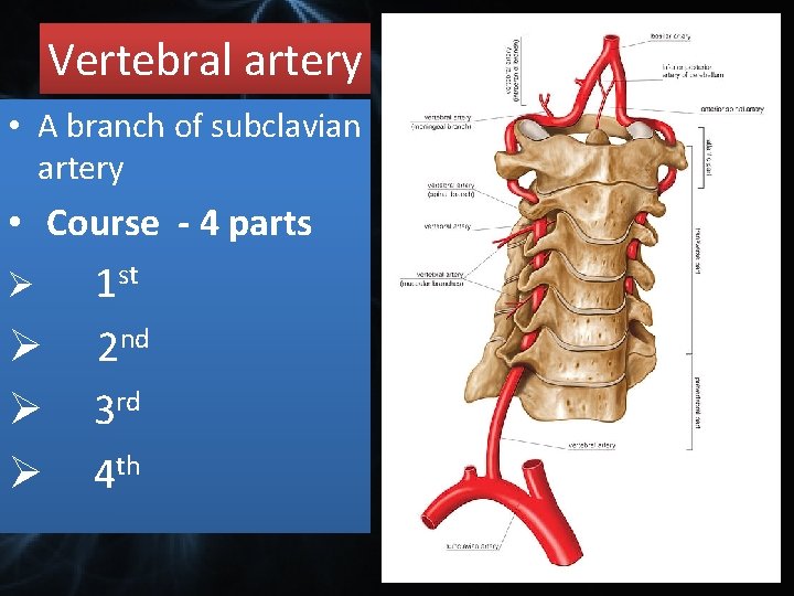 Vertebral artery • A branch of subclavian artery • Course - 4 parts Ø