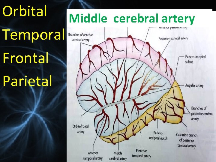 Orbital Middle cerebral artery Temporal Frontal Parietal 