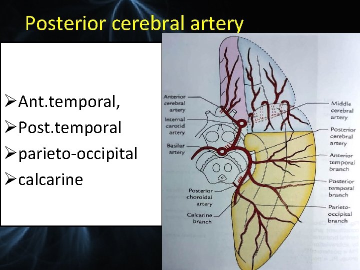 Posterior cerebral artery ØAnt. temporal, ØPost. temporal Øparieto-occipital Øcalcarine 