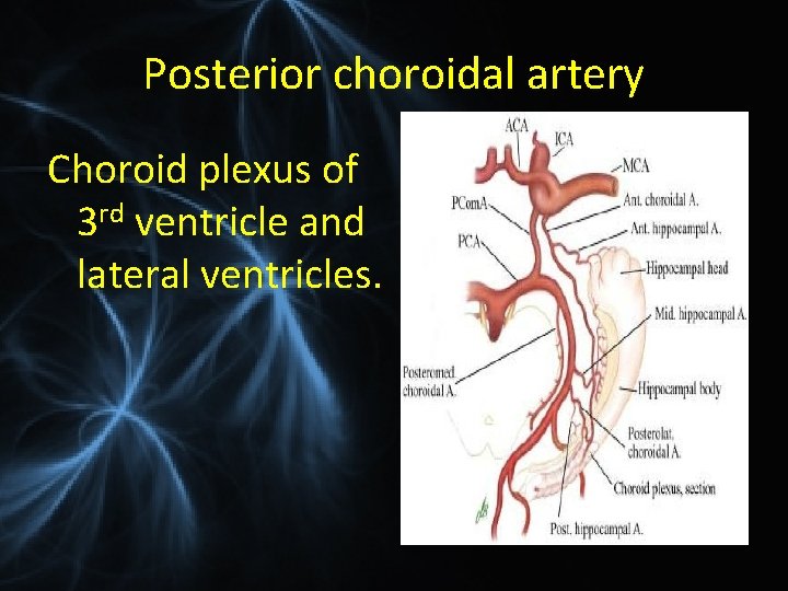 Posterior choroidal artery Choroid plexus of 3 rd ventricle and lateral ventricles. 