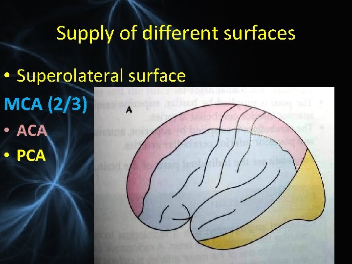 Supply of different surfaces • Superolateral surface MCA (2/3) • ACA • PCA 