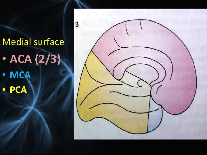 Medial surface • ACA (2/3) • MCA • PCA 