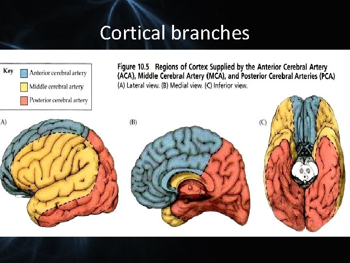 Cortical branches 