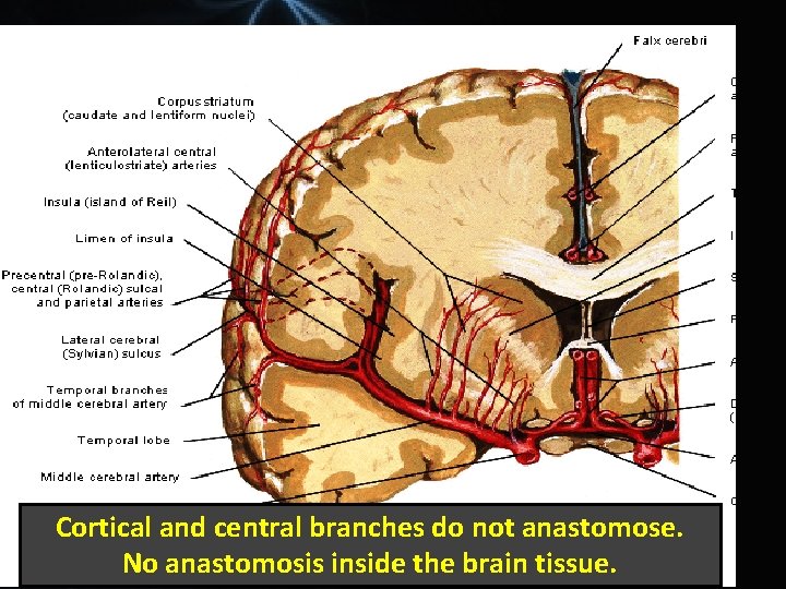 Cortical and central branches do not anastomose. No anastomosis inside the brain tissue. 